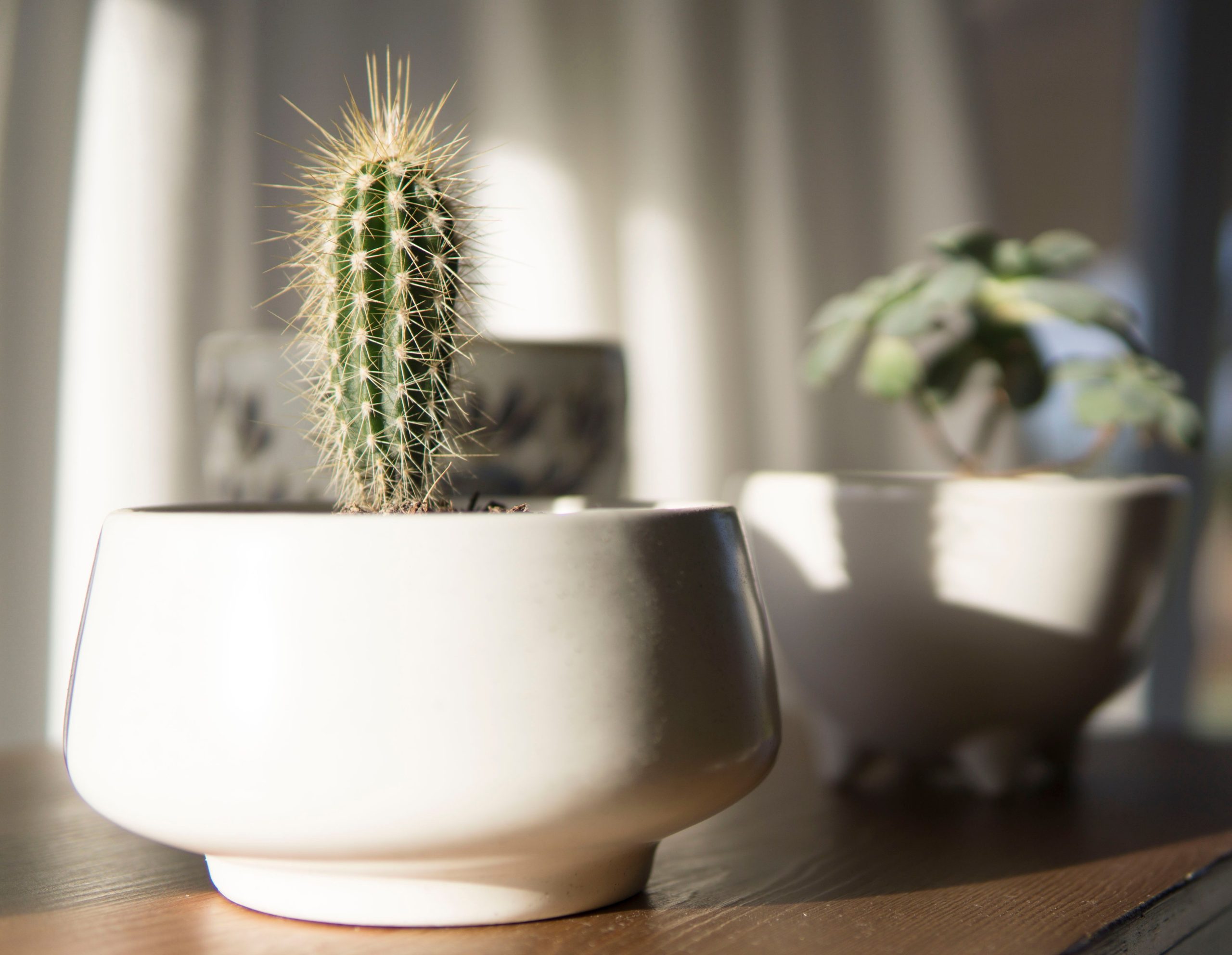 Cactus blanc moderne lumineux interieur