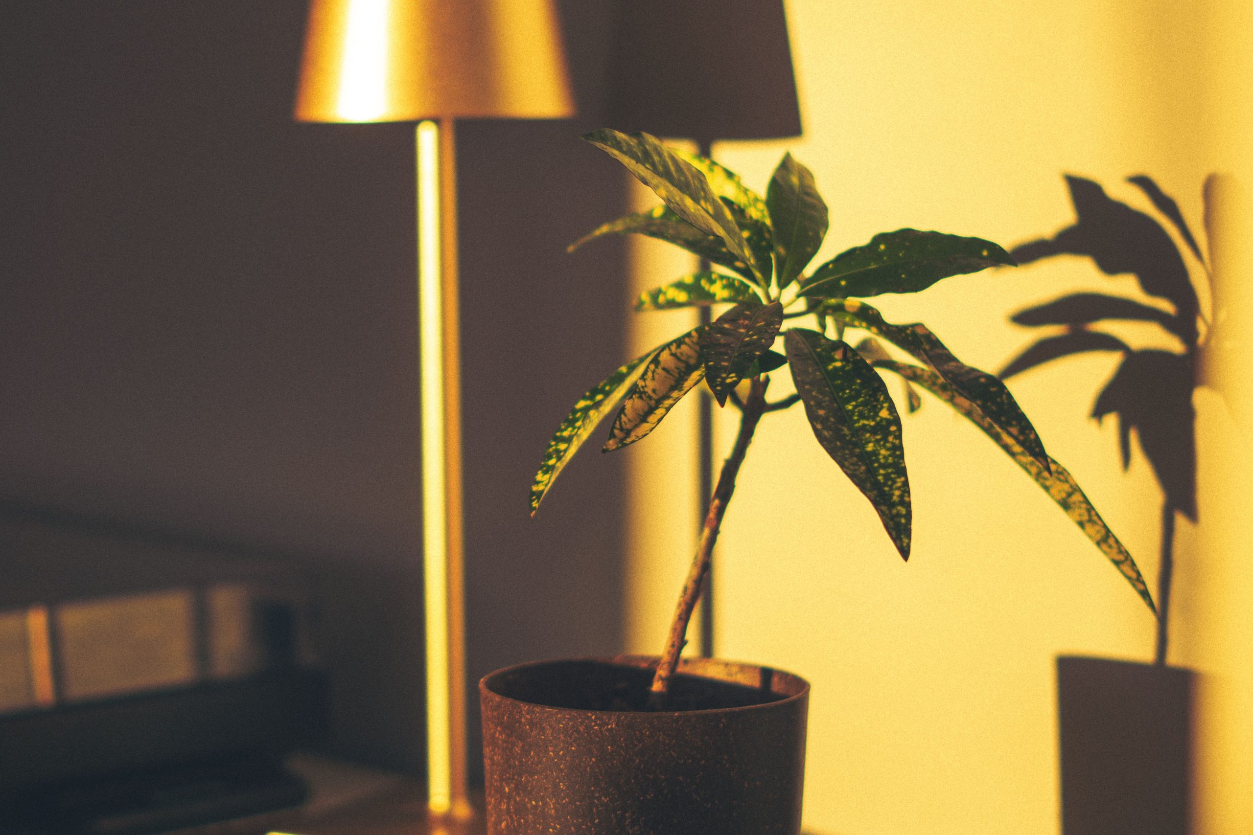 Plante en pot et lampe créant ombres dramatiques dorées