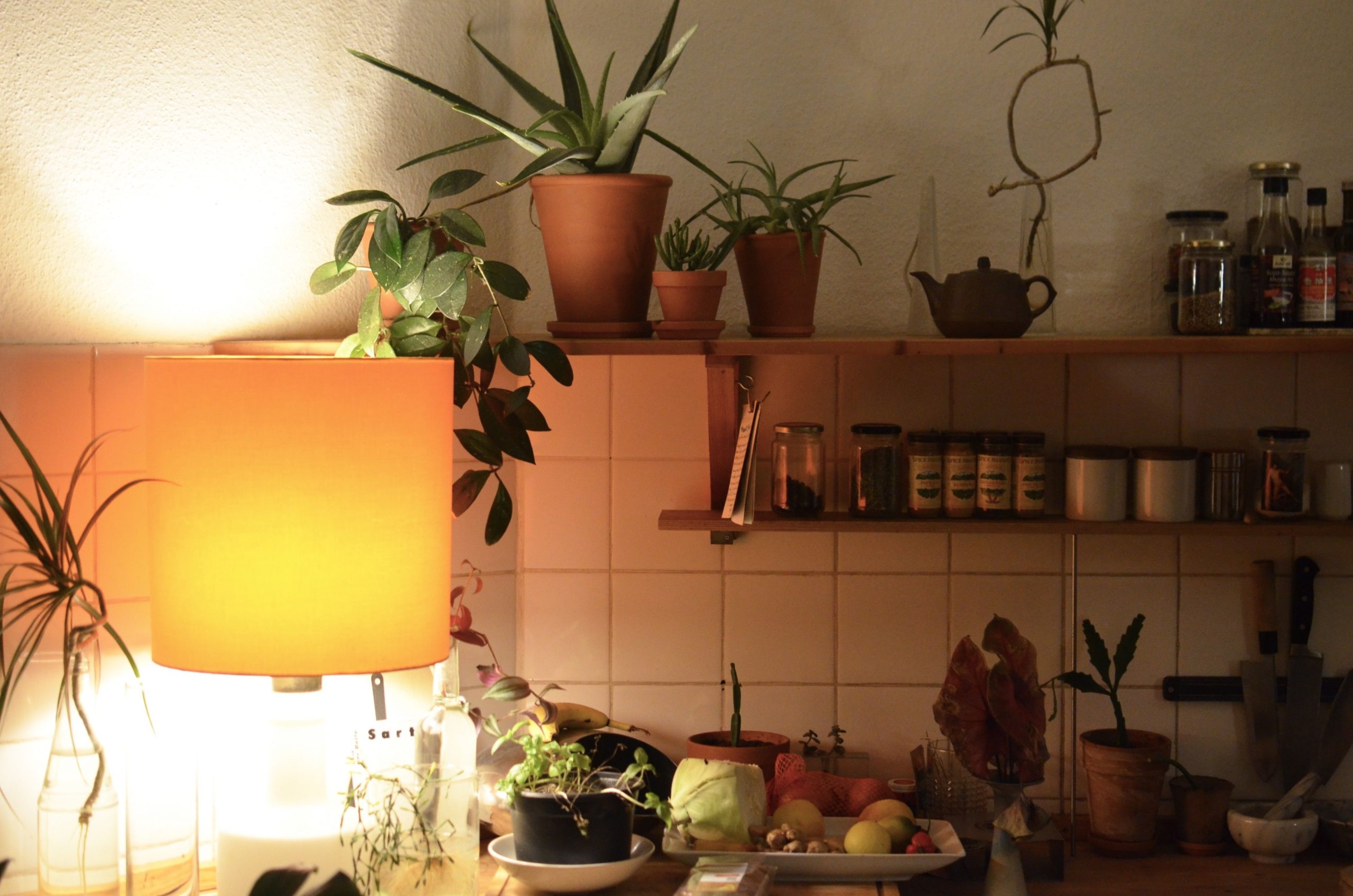 Lampe éclairant cuisine avec plantes tropicales luxuriantes