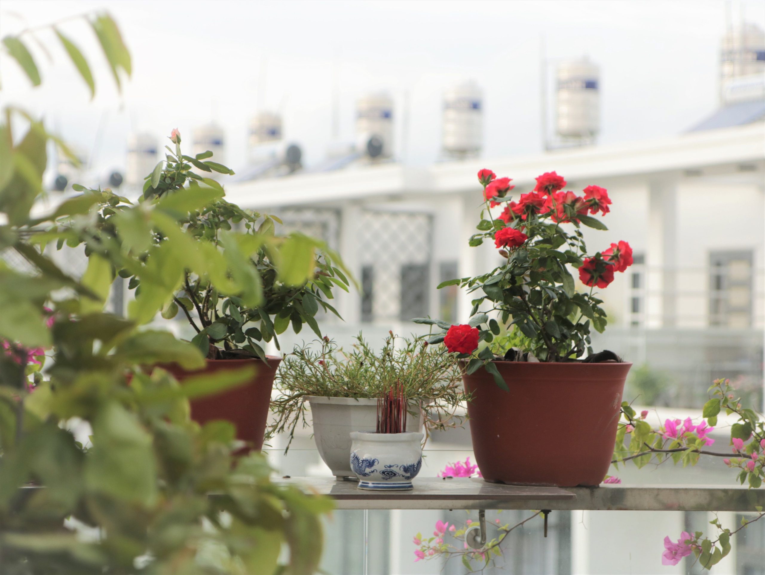 Plantes en pots à fleurs rouges sur balcon urbain