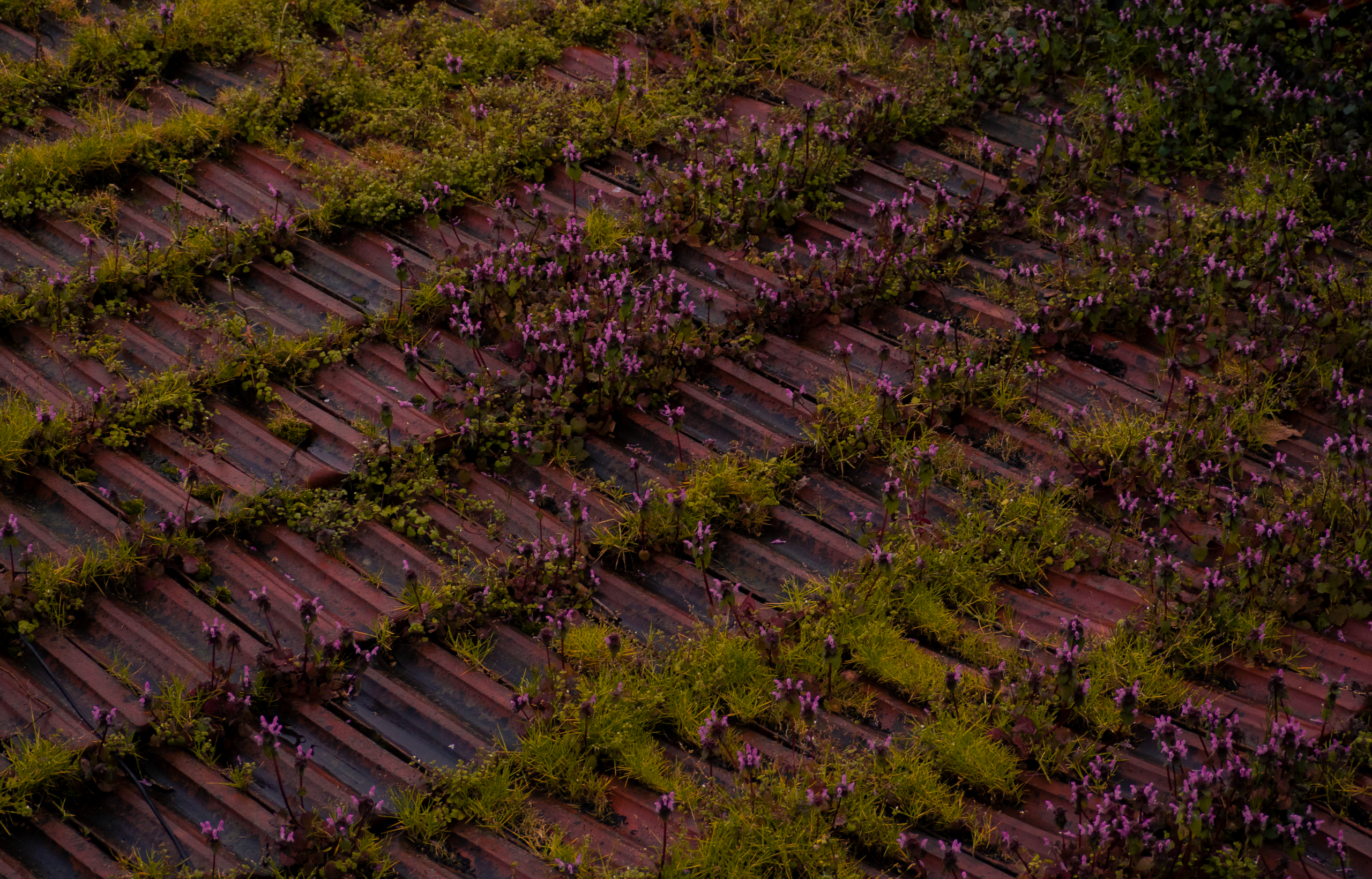 Terrasse fleurie Istanbul avec fleurs violettes luxuriantes