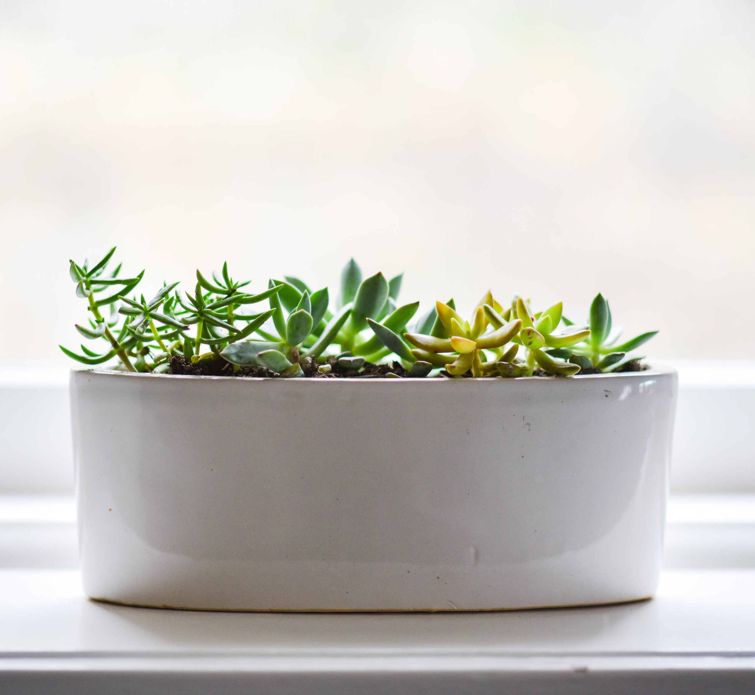 Succulente élégante dans un cache pot blanc en céramique