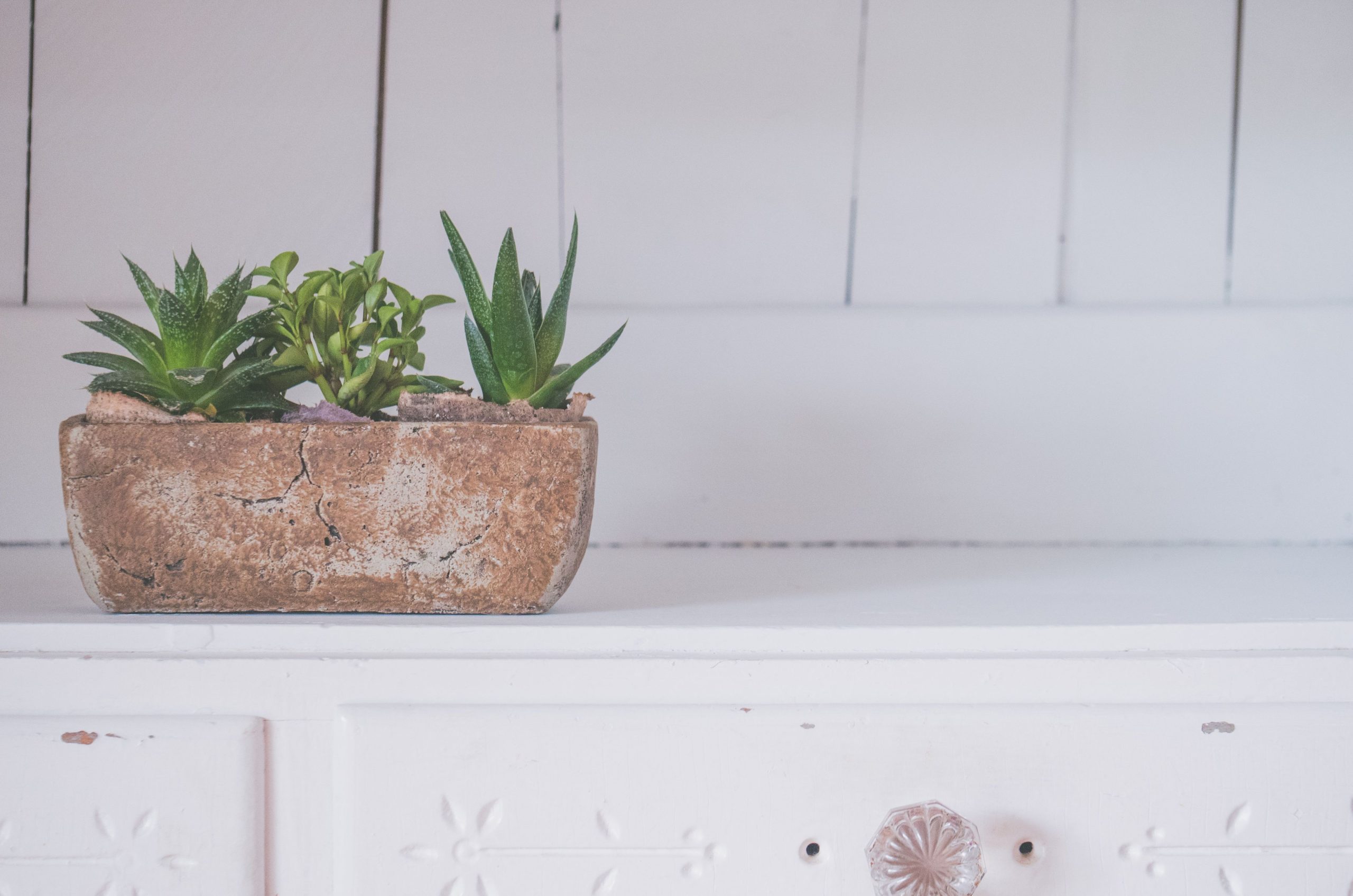 Succulentes dans un cache pot rustique sur fond blanc
