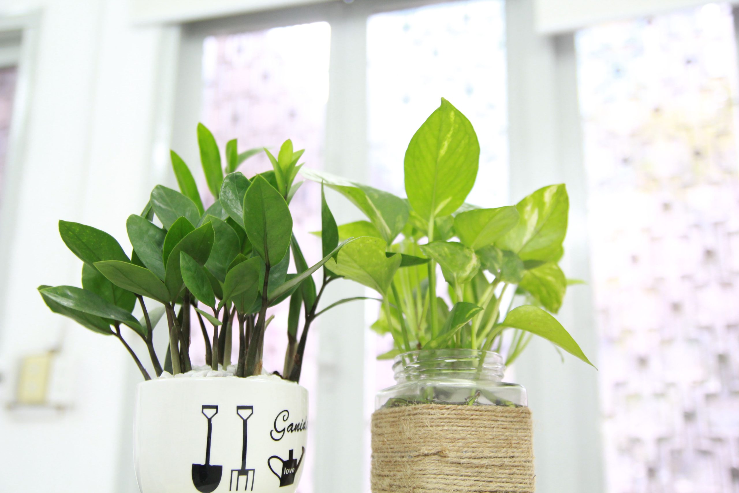 Plantes d'intérieur stylisées rehaussant la décoration verte.
