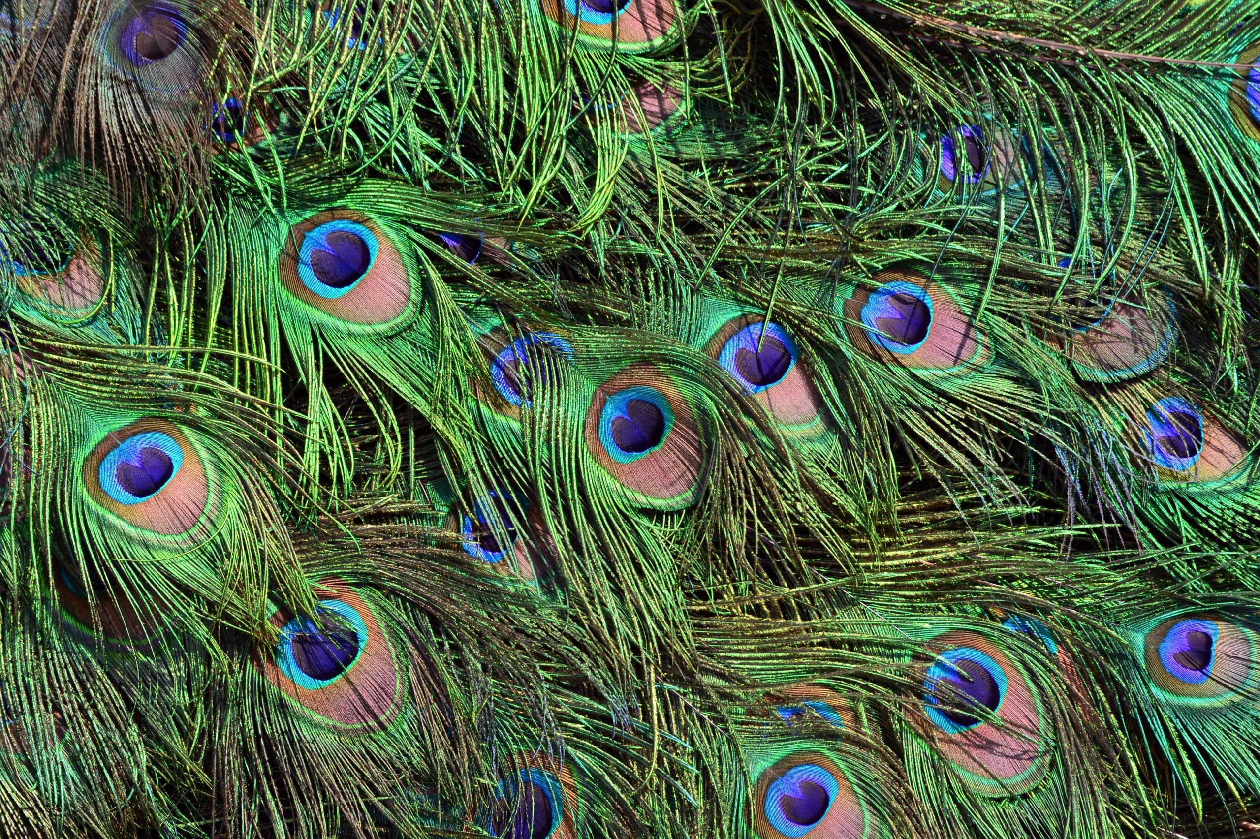 Détail de plumes de paon aux reflets irisés