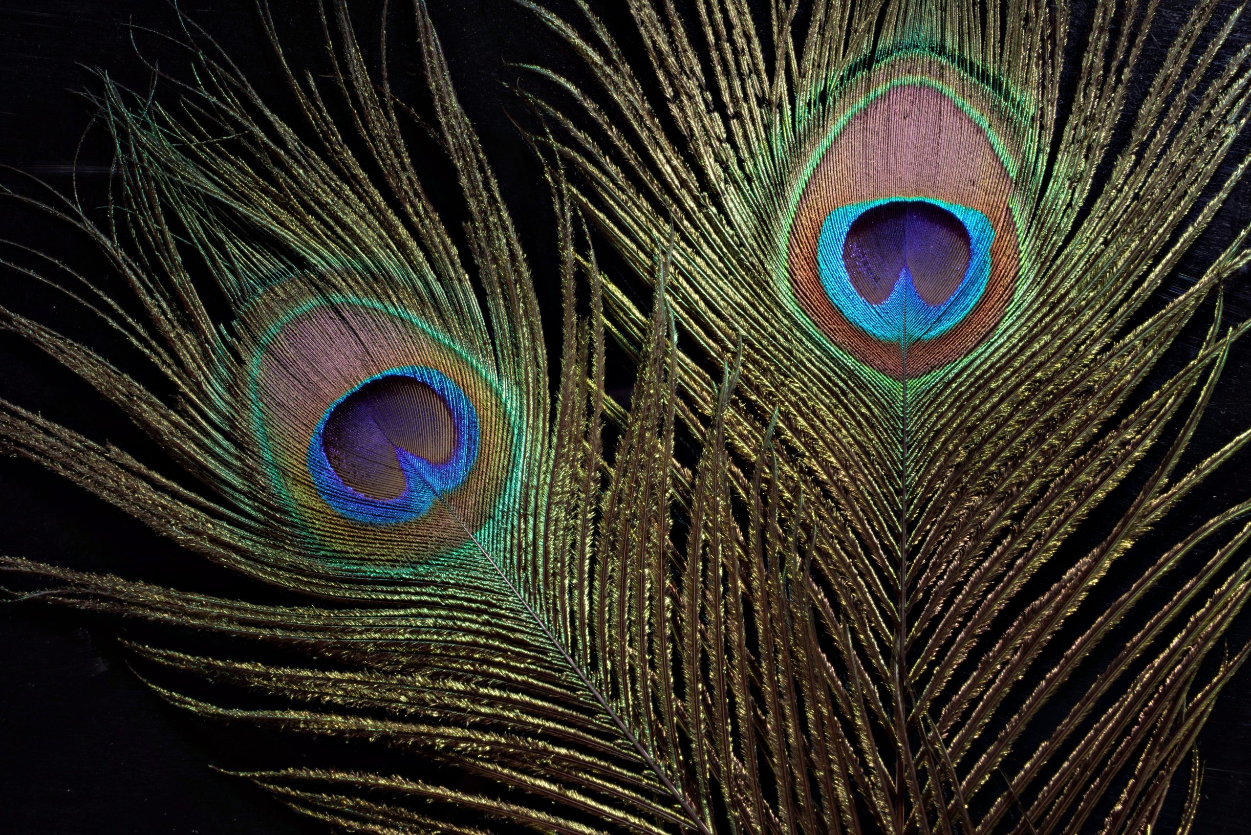 Plumes de paon aux motifs vifs et colorés